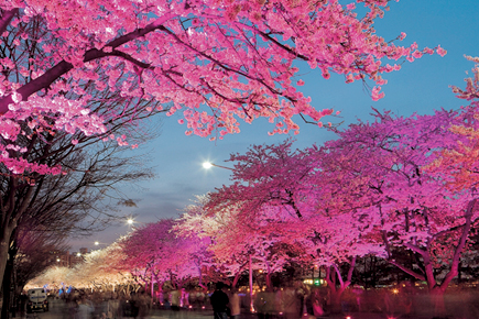 MÙA HOA ANH ĐÀO- SEOUL - ĐẢO NAMI - EVERLAND 
